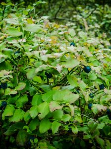 Blaubeeren